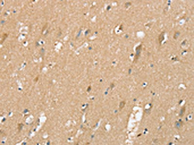 SIGLEC10 Antibody