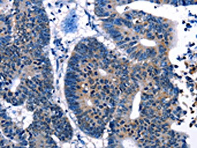 IRF7 Antibody
