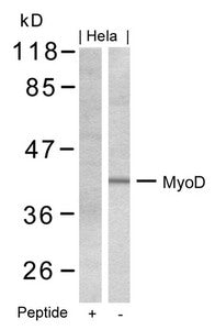 MYOD1 (Ab-200) Antibody