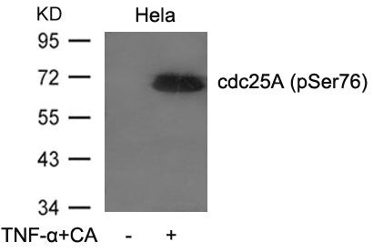 Phospho-CDC25A (Ser76) Antibody