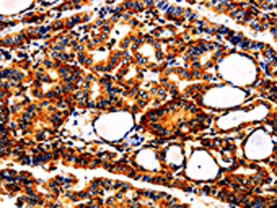 APLP1 Antibody
