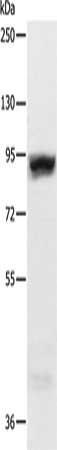 RRM1 Antibody