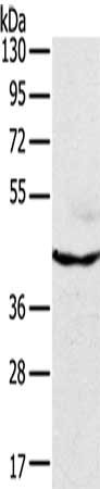 MAPK8 Antibody