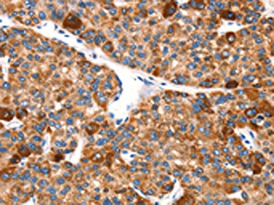 EPO Antibody