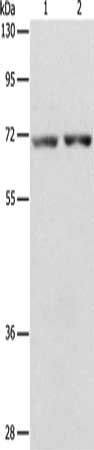 STK39 Antibody