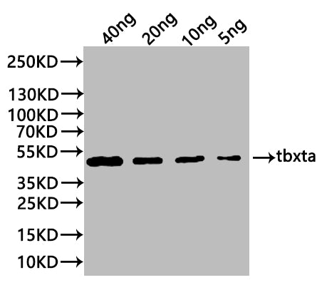 tbxta Antibody