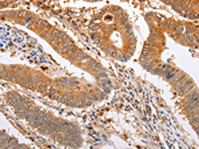 SERP1 Antibody