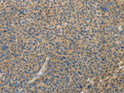 TLR4 Antibody