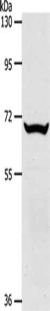 SLC33A1 Antibody