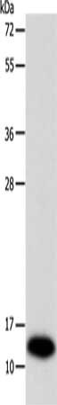 SOD1 Antibody