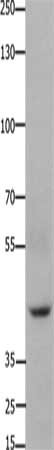 FOXD3 Antibody
