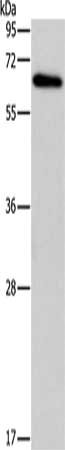 BIN1 Antibody