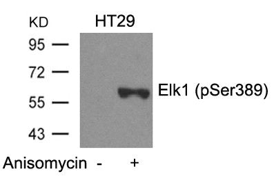 Phospho-ELK1 (Ser389) Antibody