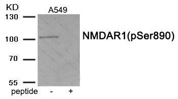 Phospho-GRIN1 (Ser890) Antibody