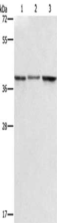 ZFP42 Antibody