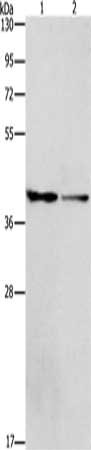 ACP2 Antibody