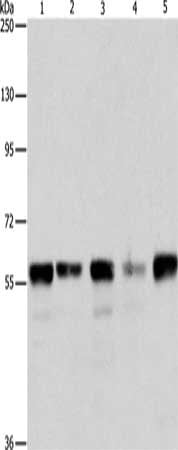 ARIH2 Antibody