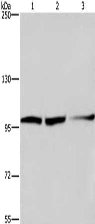 EIF4G2 Antibody