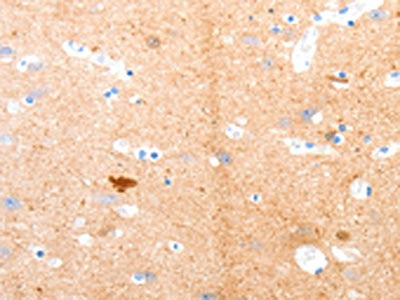 GPR3 Antibody