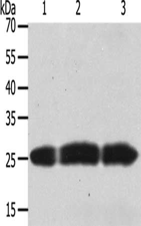 TIMP4 Antibody