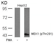 Phospho-MAP2K1 (Thr291) Antibody