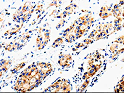 COX16 Antibody