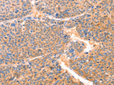 PRDX2 Antibody