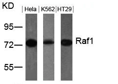 RAF1 (Ab-259) Antibody