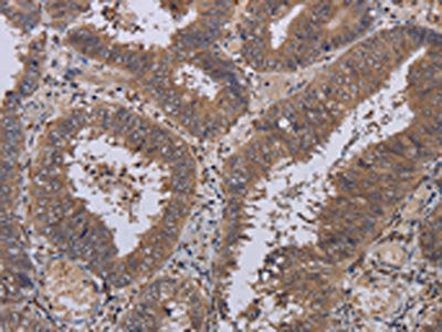 LEPREL2 Antibody