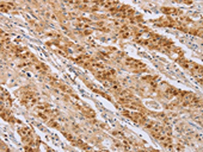 MCM5 Antibody
