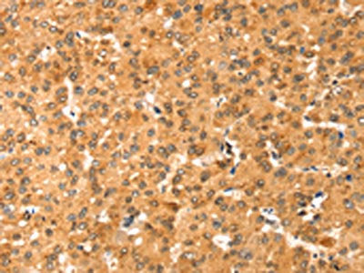 COLEC11 Antibody