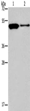 MAF Antibody
