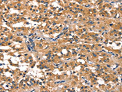 EIF4G1 Antibody