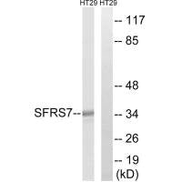SRSF7 Antibody