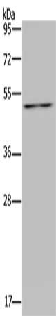P2RX2 Antibody