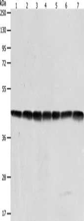 ACTB Antibody