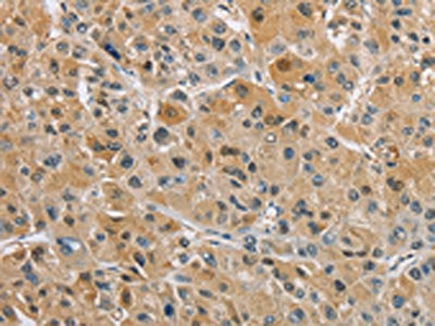 NAPSA Antibody