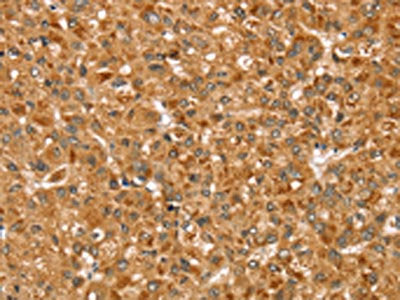 STX3 Antibody