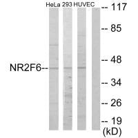 NR2F6 Antibody