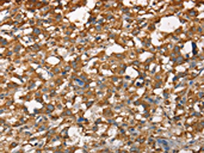 CDC25A Antibody