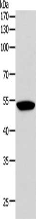 F10 Antibody