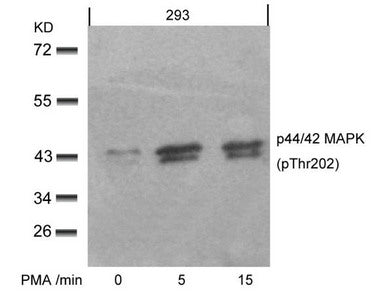 Phospho-MAPK3 (Thr202) Antibody