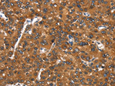 CADM4 Antibody