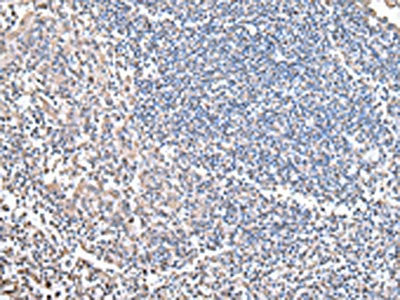 COX4I1 Antibody