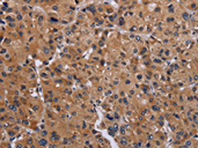 GNAS Antibody