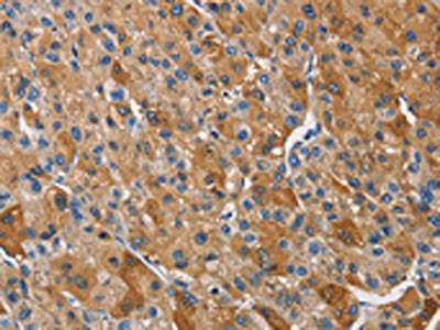 KLK1 Antibody