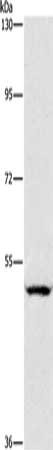 SIGLEC7 Antibody