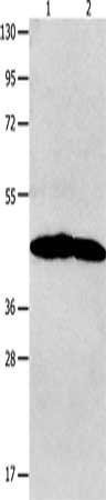 NTSR1 Antibody