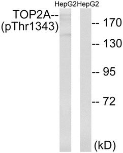 Phospho-TOP2A (Thr1343) Antibody