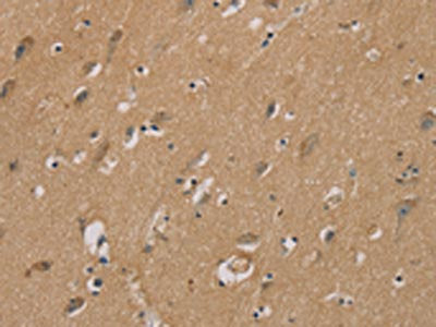 RAD51 Antibody